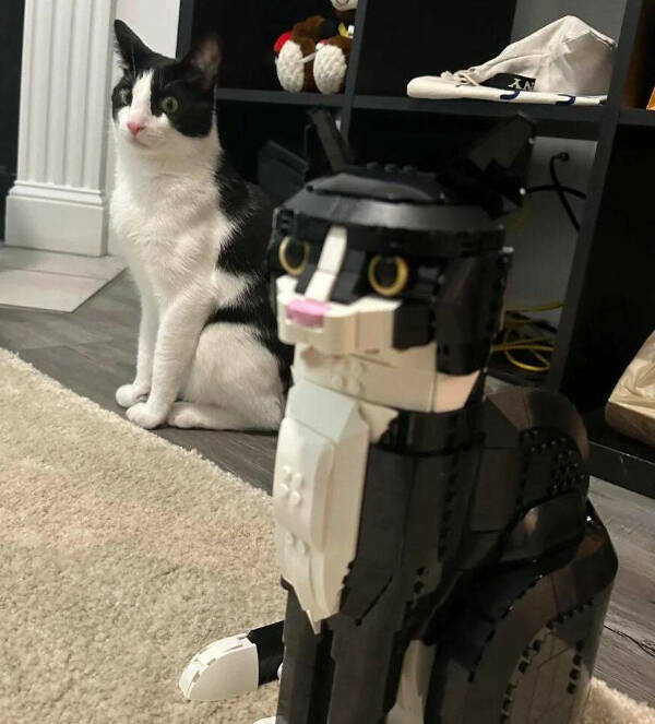 Photos That Prove Cats Rule the Internet Photos That Prove Cats Rule the Internet