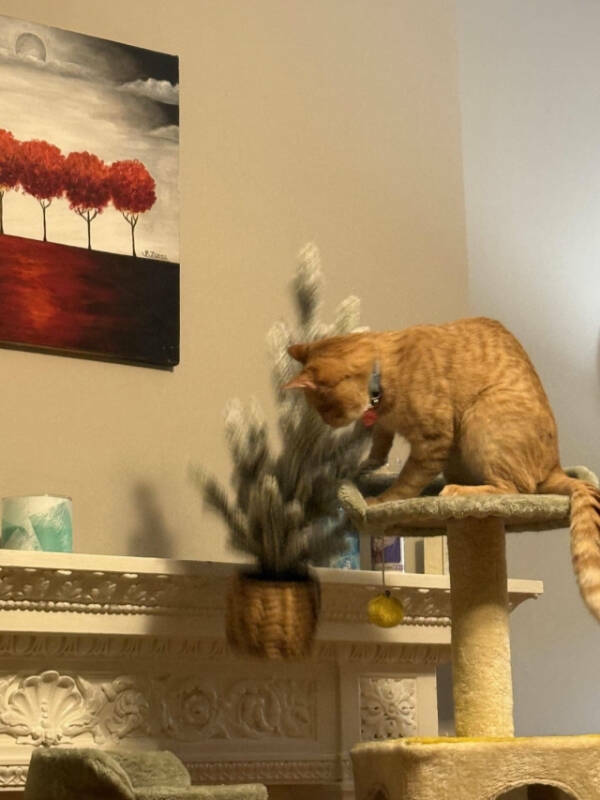 Photos That Prove Cats Rule the Internet Photos That Prove Cats Rule the Internet