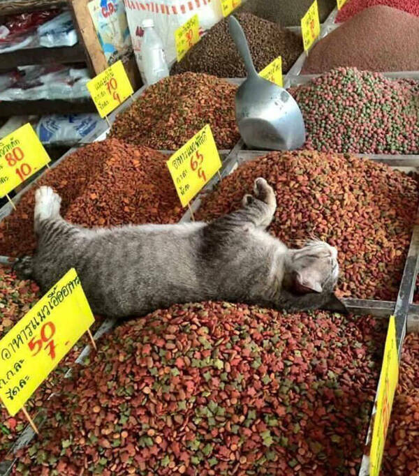 Photos That Prove Cats Rule the Internet Photos That Prove Cats Rule the Internet