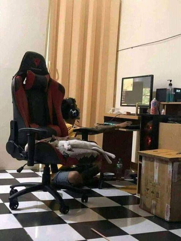 Photos That Prove Cats Rule the Internet Photos That Prove Cats Rule the Internet