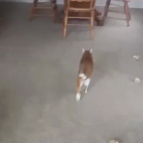 Daily Gifdump Daily Gifdump