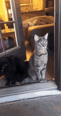 Daily Gifdump Daily Gifdump