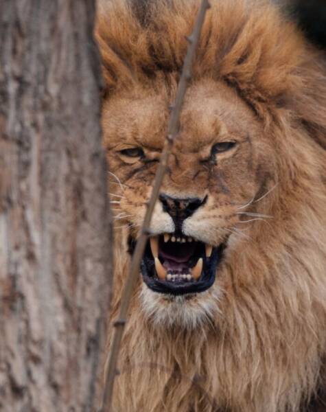 Hilarious Animals Who Seem to Be in on the Joke