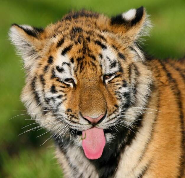 Hilarious Animals Who Seem to Be in on the Joke Hilarious Animals Who Seem to Be in on the Joke