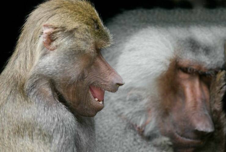 Hilarious Animals Who Seem to Be in on the Joke Hilarious Animals Who Seem to Be in on the Joke