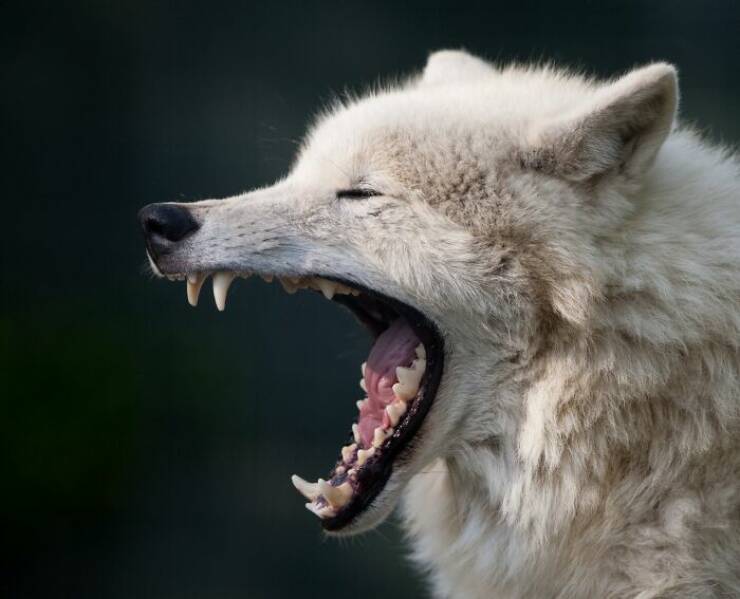 Hilarious Animals Who Seem to Be in on the Joke Hilarious Animals Who Seem to Be in on the Joke