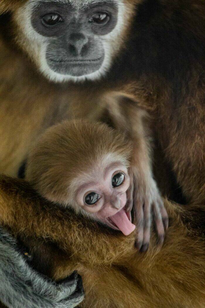 Hilarious Animals Who Seem to Be in on the Joke Hilarious Animals Who Seem to Be in on the Joke