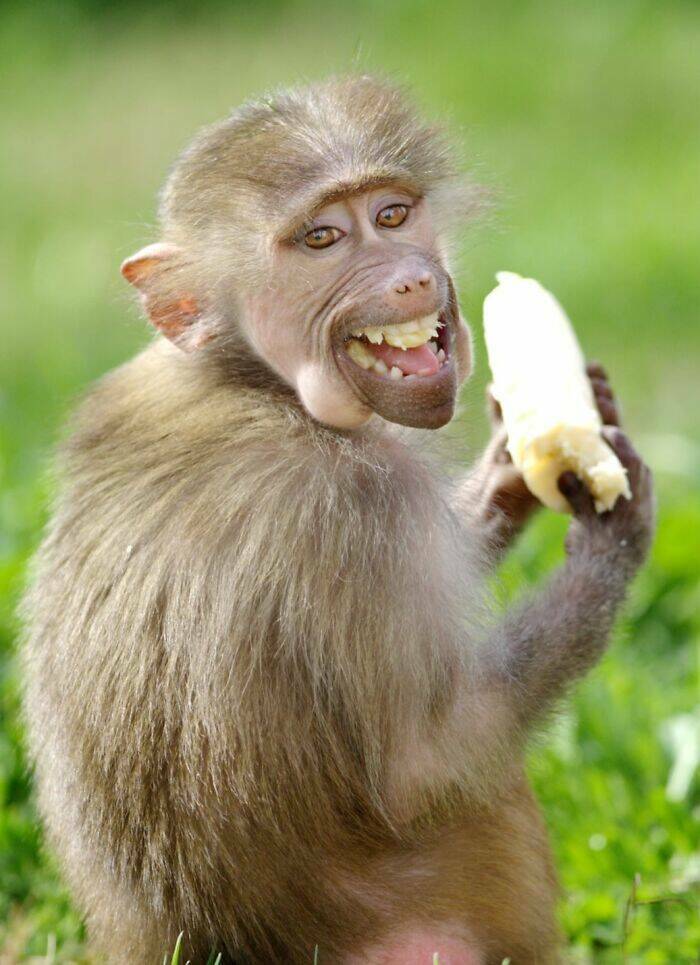 Hilarious Animals Who Seem to Be in on the Joke Hilarious Animals Who Seem to Be in on the Joke