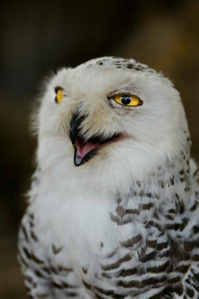 Hilarious Animals Who Seem to Be in on the Joke Hilarious Animals Who Seem to Be in on the Joke