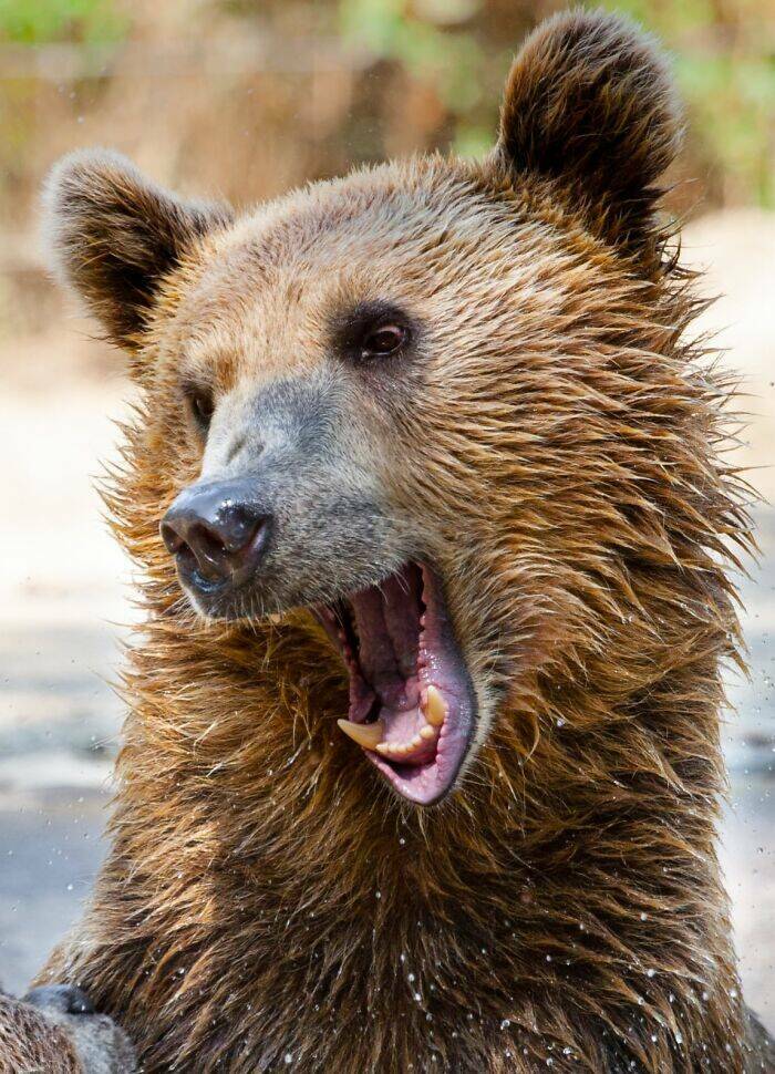 Hilarious Animals Who Seem to Be in on the Joke Hilarious Animals Who Seem to Be in on the Joke