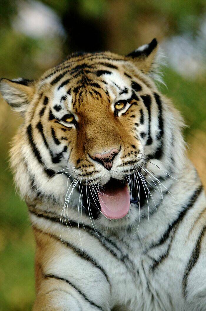 Hilarious Animals Who Seem to Be in on the Joke Hilarious Animals Who Seem to Be in on the Joke