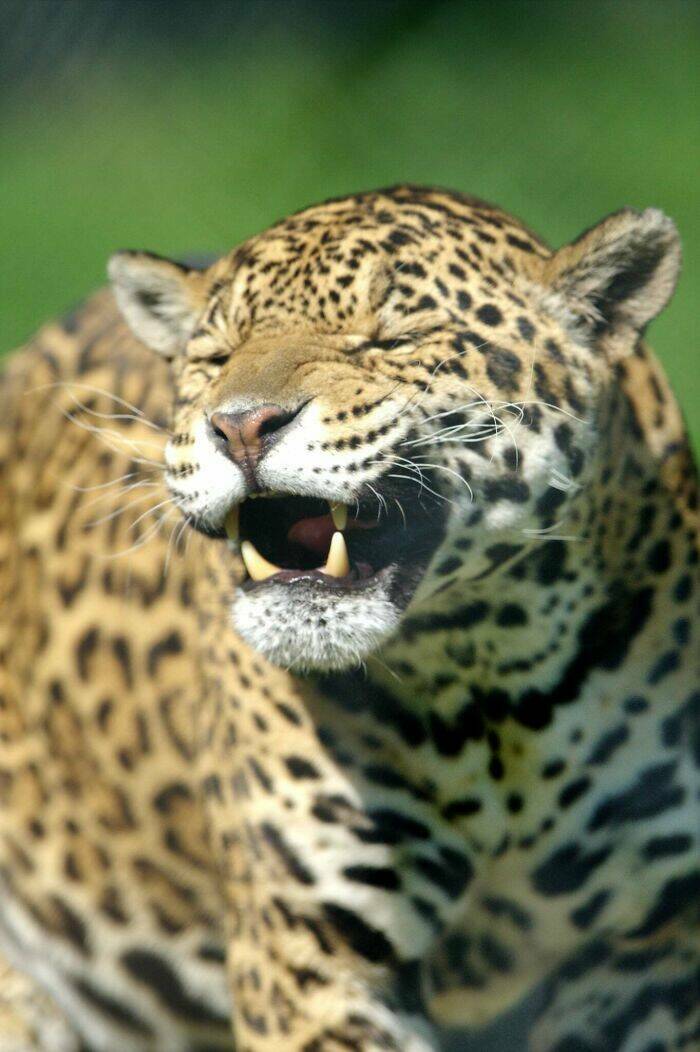 Hilarious Animals Who Seem to Be in on the Joke Hilarious Animals Who Seem to Be in on the Joke