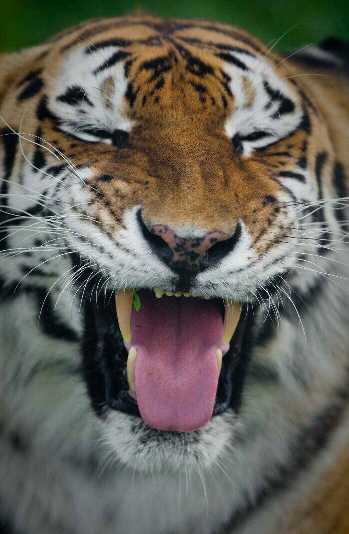 Hilarious Animals Who Seem to Be in on the Joke Hilarious Animals Who Seem to Be in on the Joke