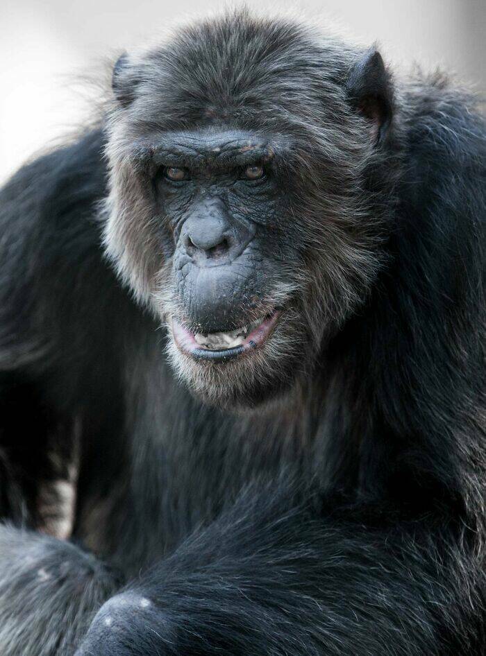 Hilarious Animals Who Seem to Be in on the Joke Hilarious Animals Who Seem to Be in on the Joke