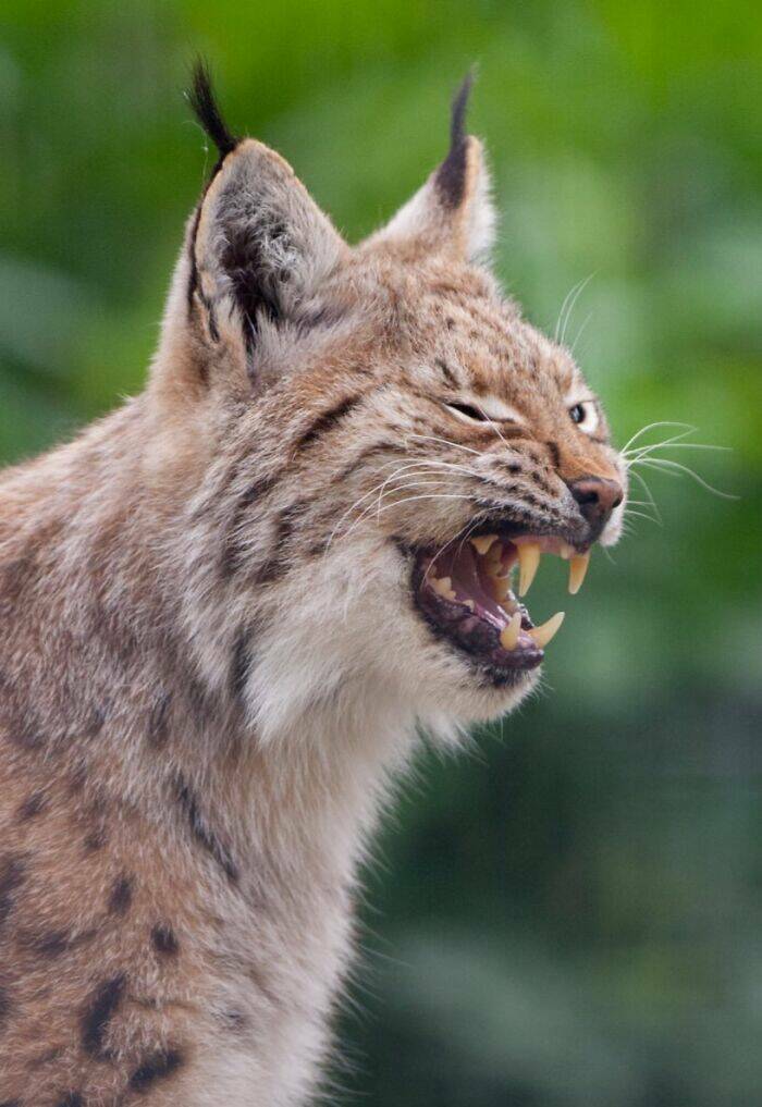 Hilarious Animals Who Seem to Be in on the Joke Hilarious Animals Who Seem to Be in on the Joke