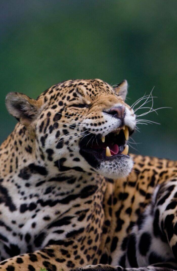 Hilarious Animals Who Seem to Be in on the Joke Hilarious Animals Who Seem to Be in on the Joke