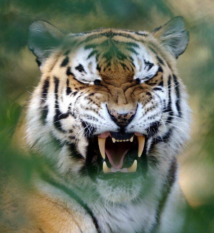 Hilarious Animals Who Seem to Be in on the Joke Hilarious Animals Who Seem to Be in on the Joke