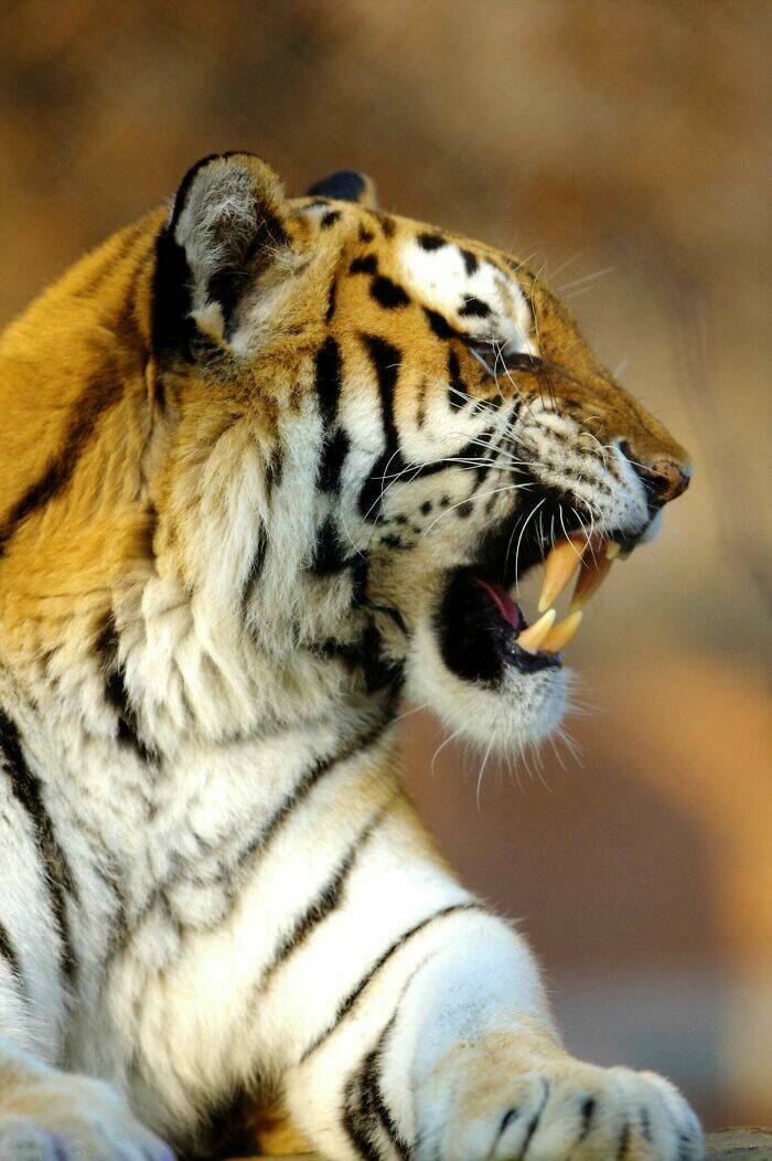 Hilarious Animals Who Seem to Be in on the Joke Hilarious Animals Who Seem to Be in on the Joke