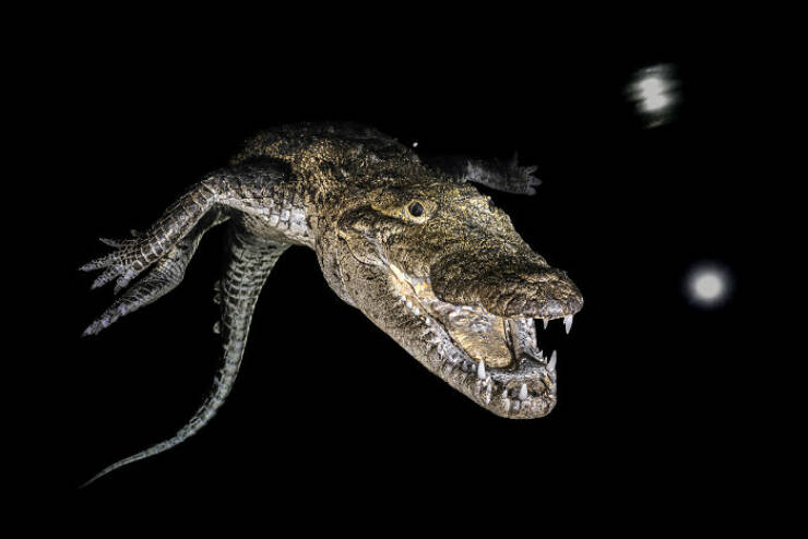 Spectacular Images Of The 2025 Mangrove Photography Awards