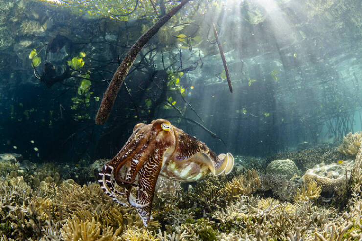 Spectacular Images Of The 2025 Mangrove Photography Awards