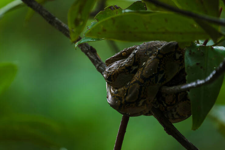 Spectacular Images Of The 2025 Mangrove Photography Awards