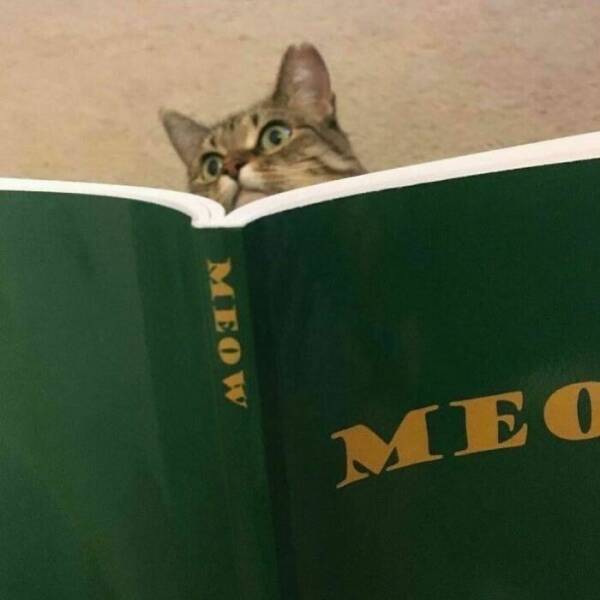 Weird Images That Are Somehow Too Funny