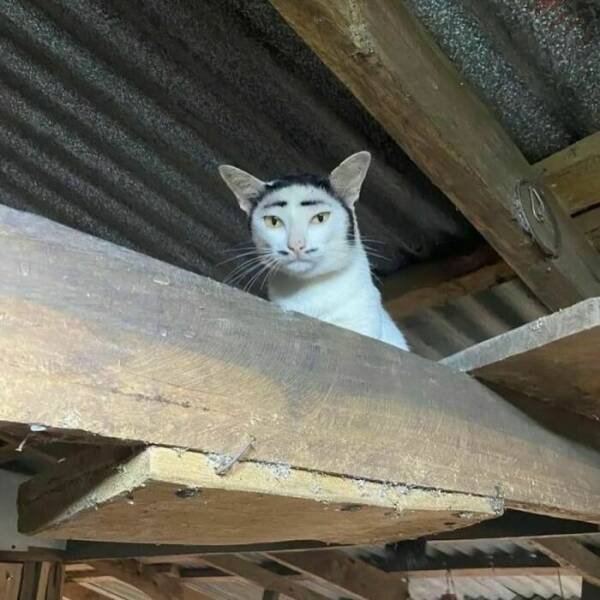 Weird Images That Are Somehow Too Funny