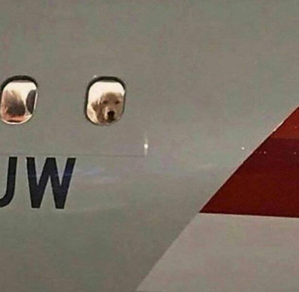 Weird Images That Are Somehow Too Funny