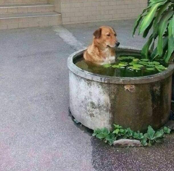 Weird Images That Are Somehow Too Funny