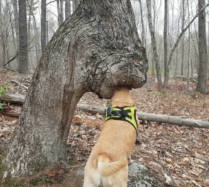 When Nature Decided to Go Off the Rails