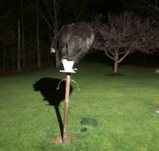 When Nature Decided to Go Off the Rails