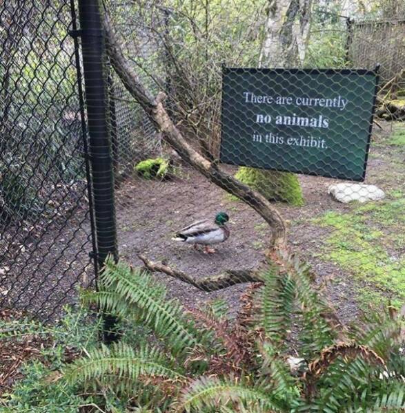When Nature Decided to Go Off the Rails