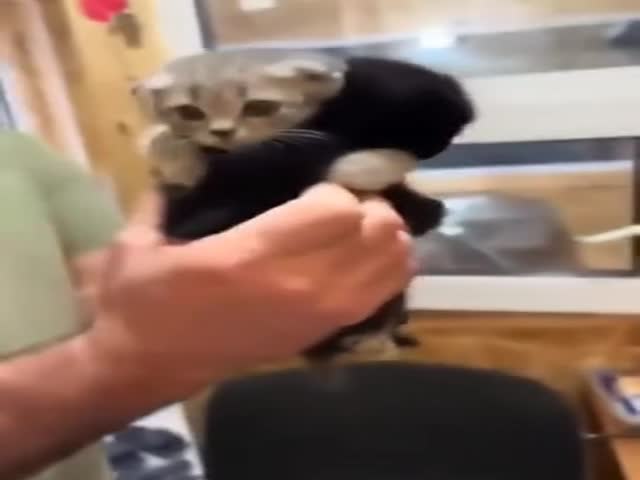A Guy Adopted a Kitten From a Shelter, But It Refused to Leave Its Best Friend, So He Took Them Both
