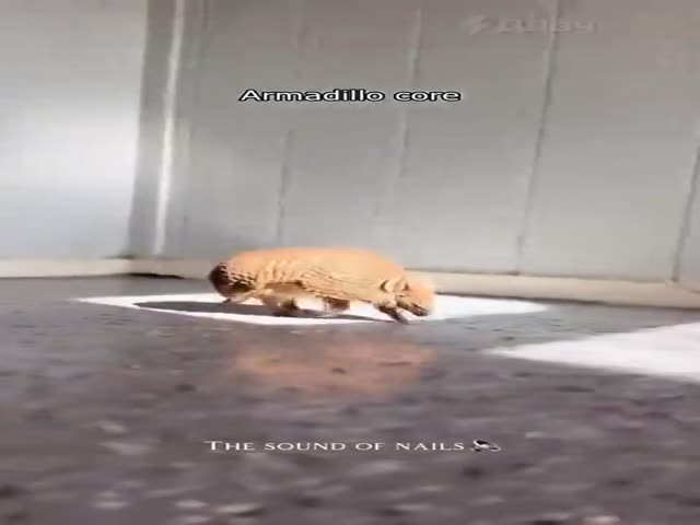 Armadillos