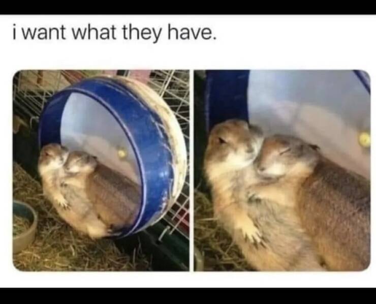 Paw-sitive Laughs Guaranteed