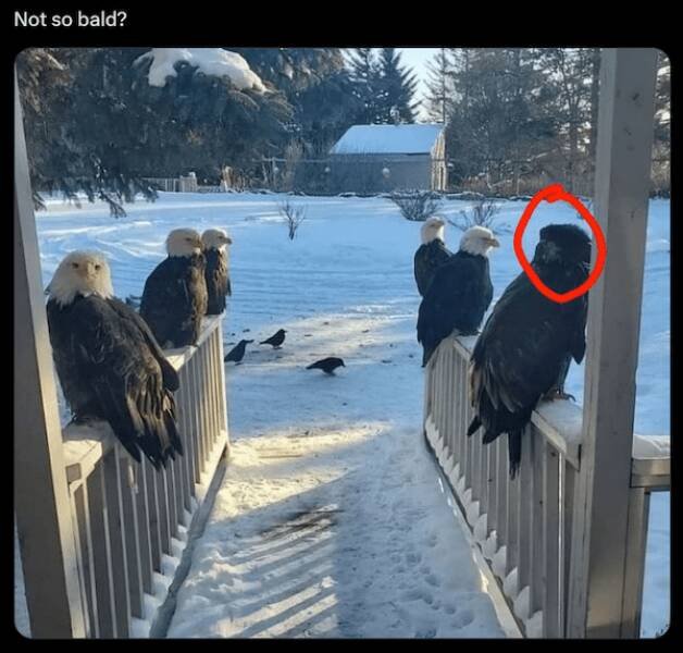 Paw-sitive Laughs Guaranteed