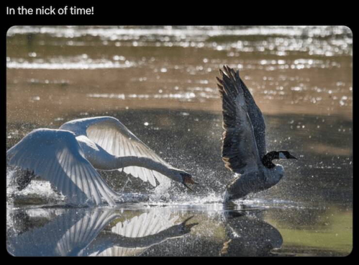 Paw-sitive Laughs Guaranteed