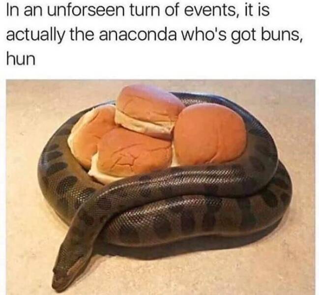Paw-sitive Laughs Guaranteed