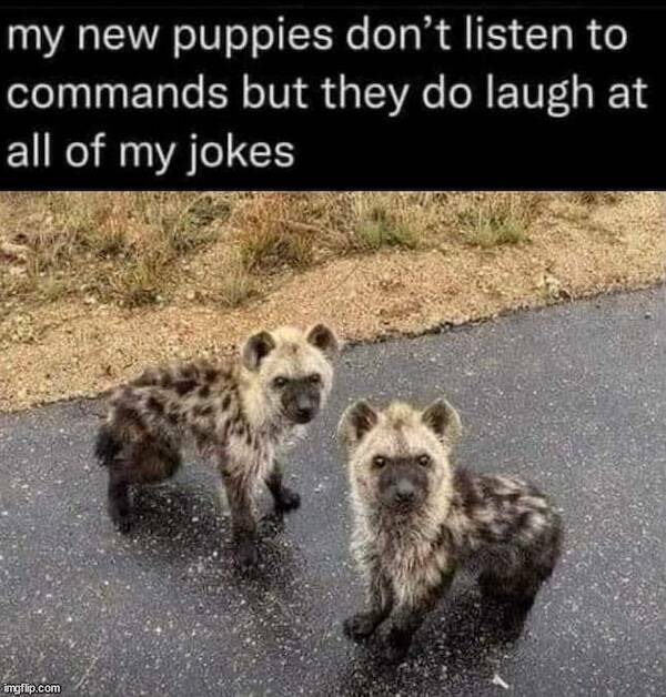 Paw-sitive Laughs Guaranteed