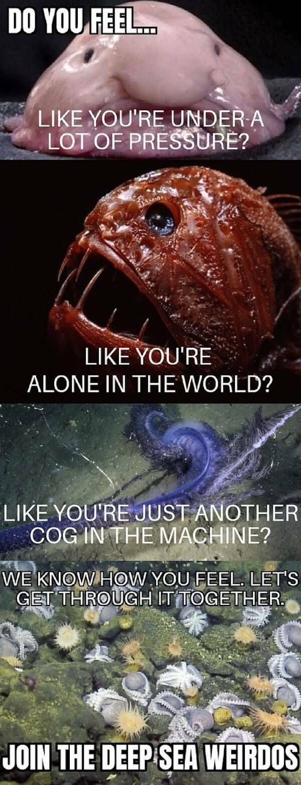 Paw-sitive Laughs Guaranteed