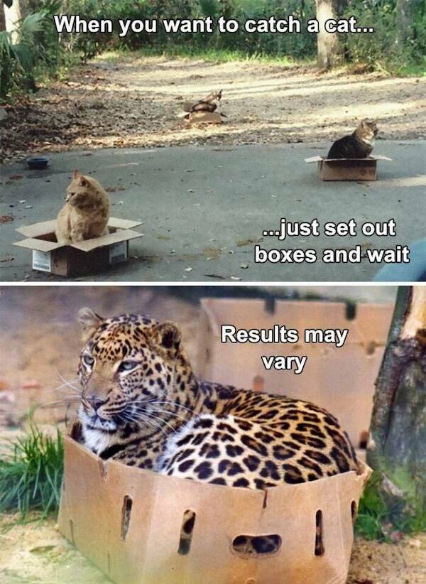 Paw-sitive Laughs Guaranteed