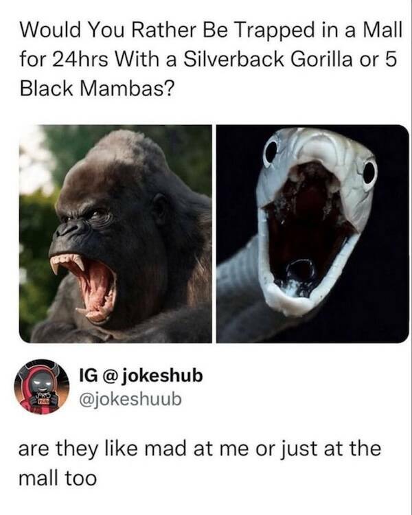 Paw-sitive Laughs Guaranteed