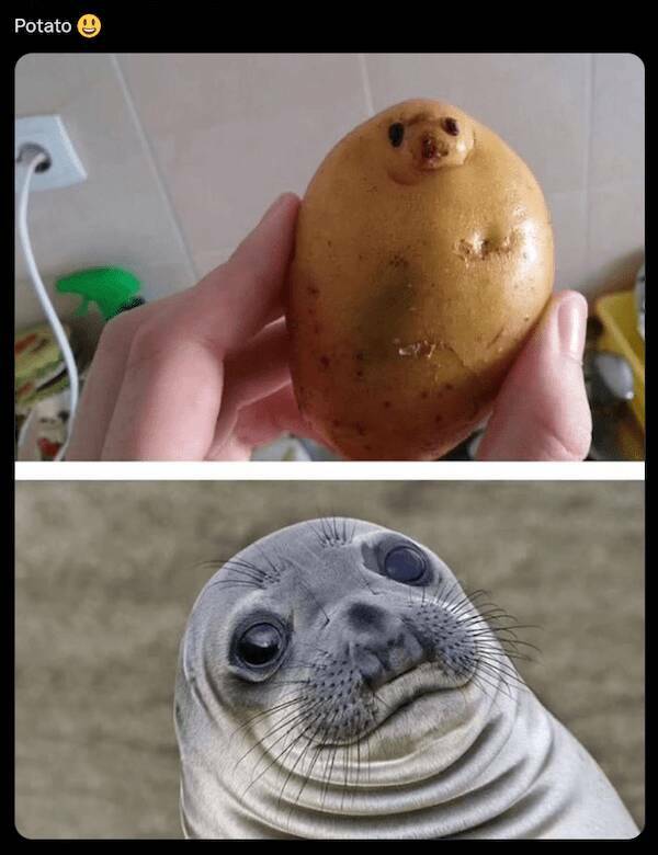 Paw-sitive Laughs Guaranteed