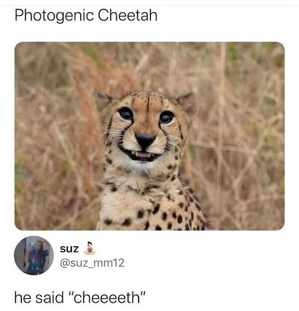 Paw-sitive Laughs Guaranteed