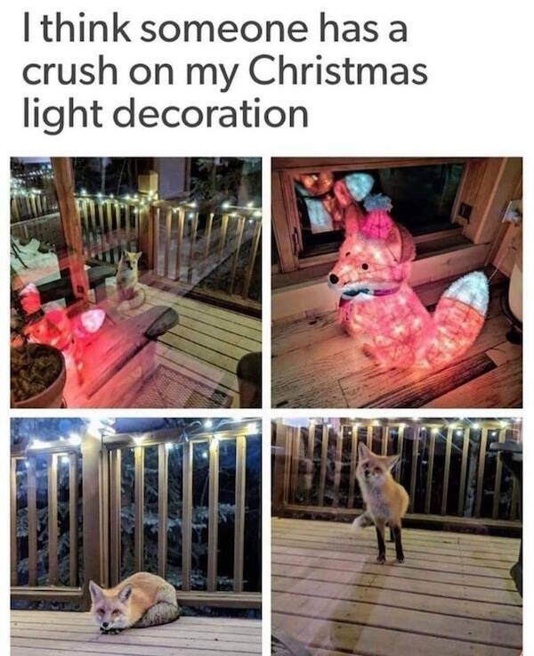 Paw-sitive Laughs Guaranteed