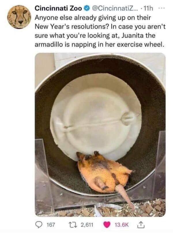 Paw-sitive Laughs Guaranteed