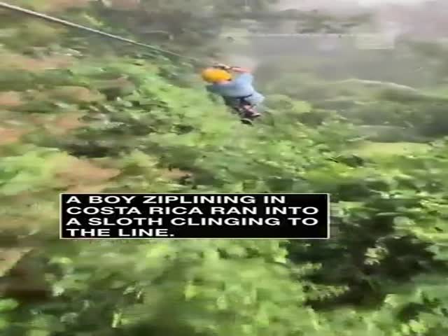 Guy Collides With a Sloth on Zipline in Costa Rica Jungle