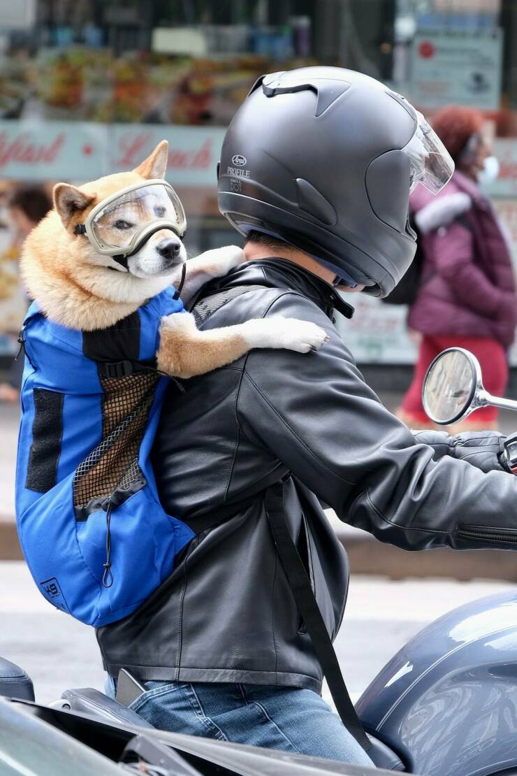 Daily Picdump