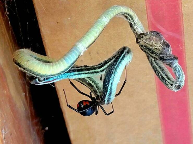 When Nature Decides to Be Absolutely Terrifying