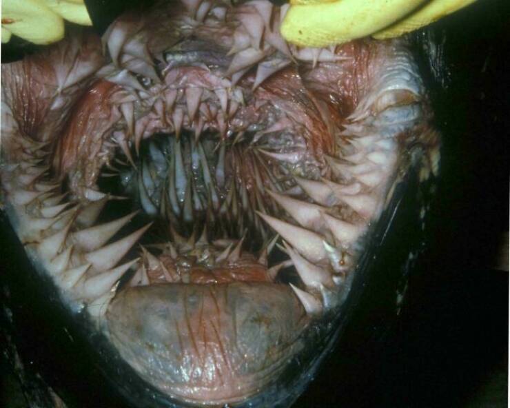 When Nature Decides to Be Absolutely Terrifying
